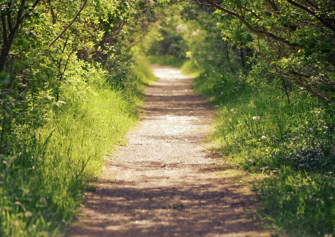 path in forest